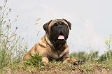 BULLMASTIFF 268